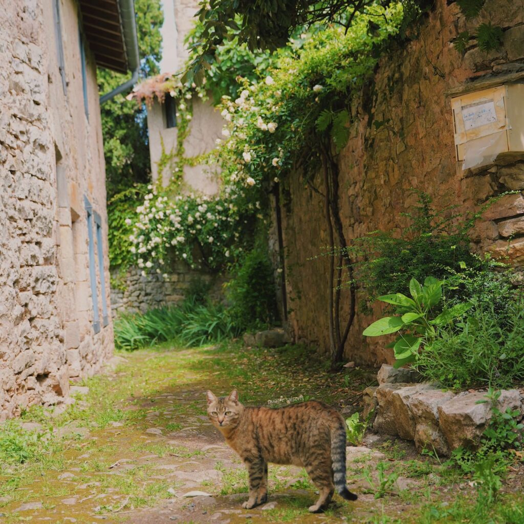 フランス南西部の美しい村、ピュイセルシで出会ったネコ