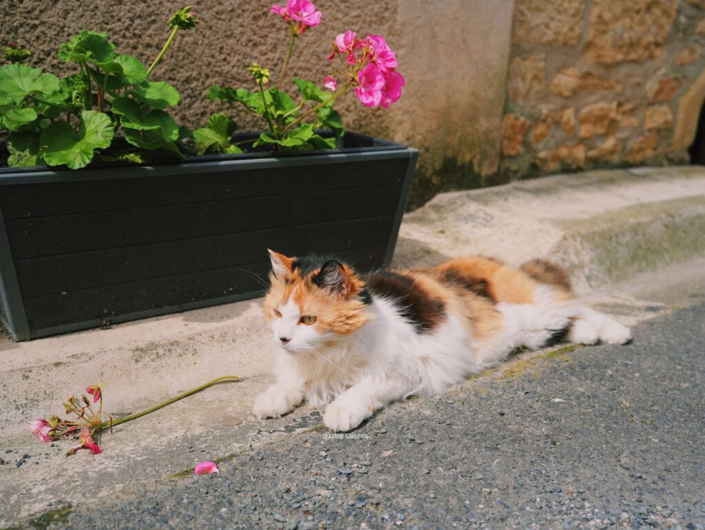 フランス南西部の美しい村、ピュイセルシで出会ったネコ