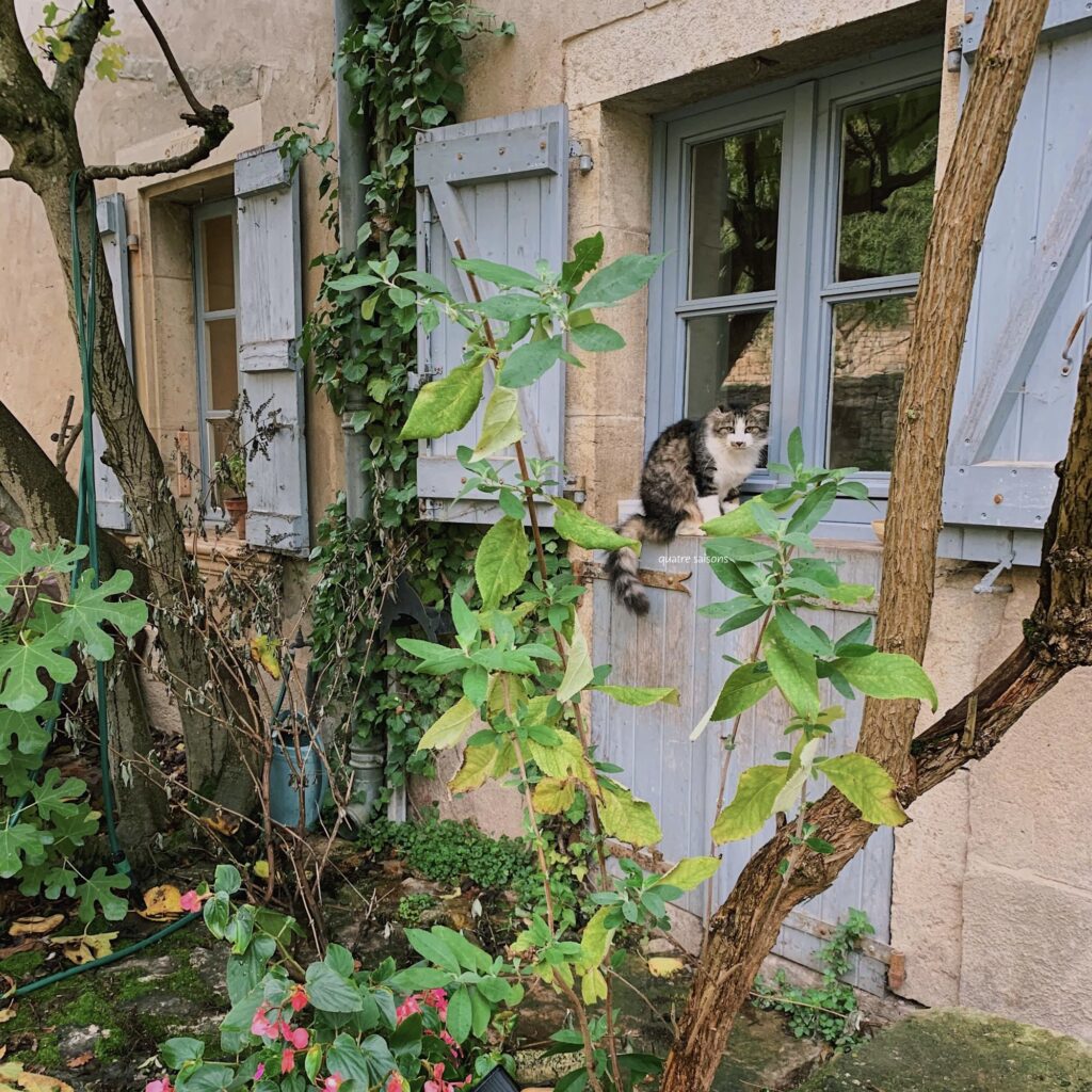 フランス南西部の村、ブルニケルで出会った猫