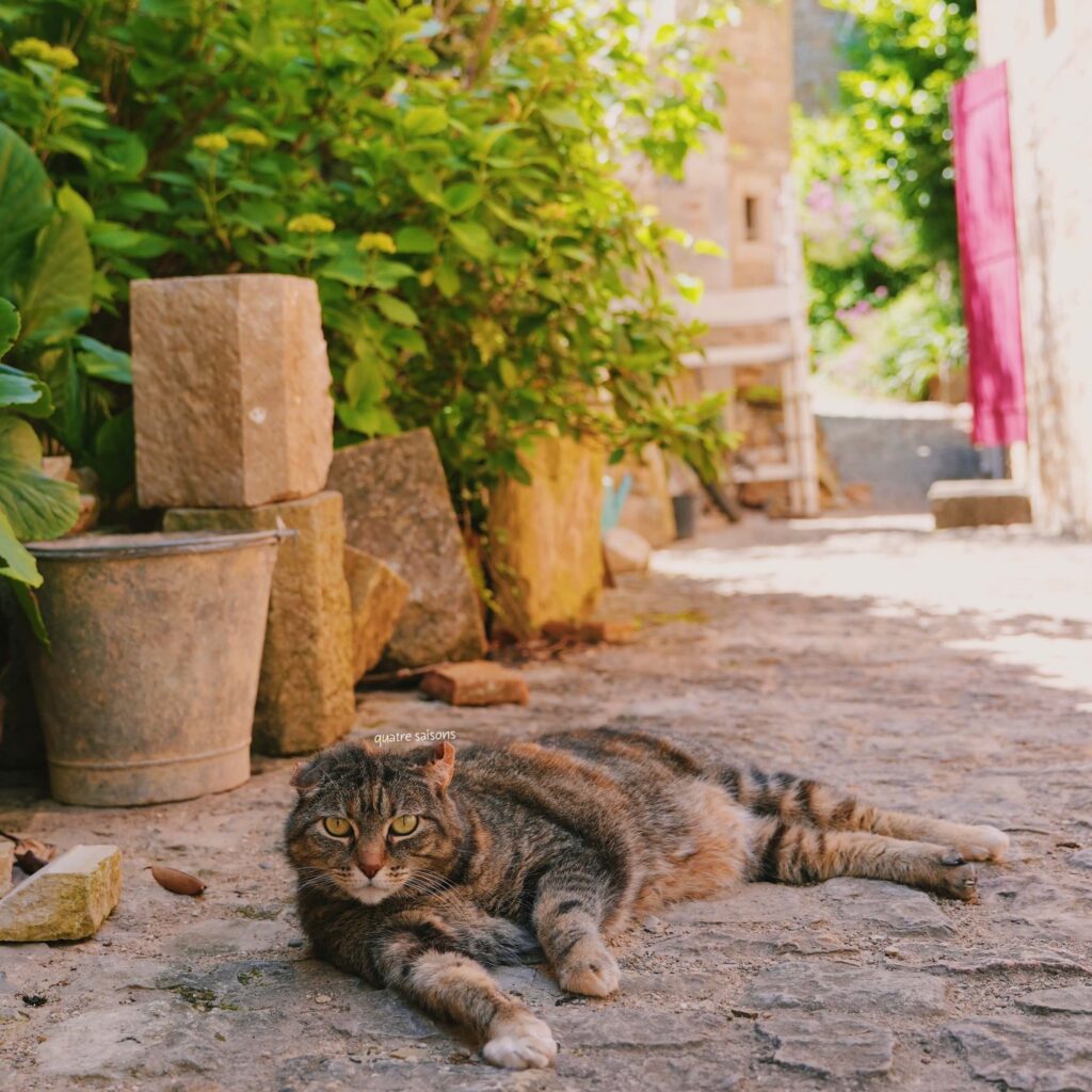 フランス南西部の村、ブルニケルで出会った猫