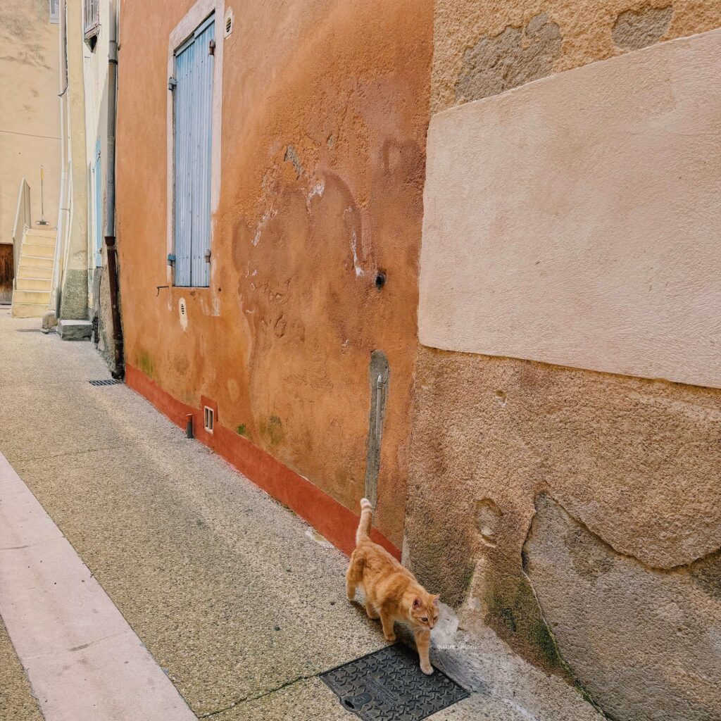 南フランスの街ラ・トゥール・デーグで出会った猫