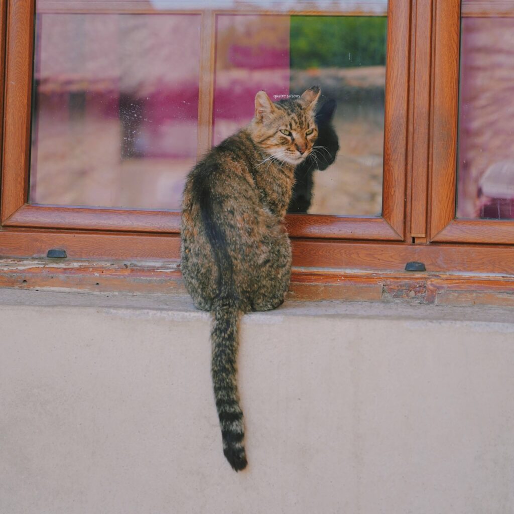 南フランスの村、エガリエールで見かけた猫。
