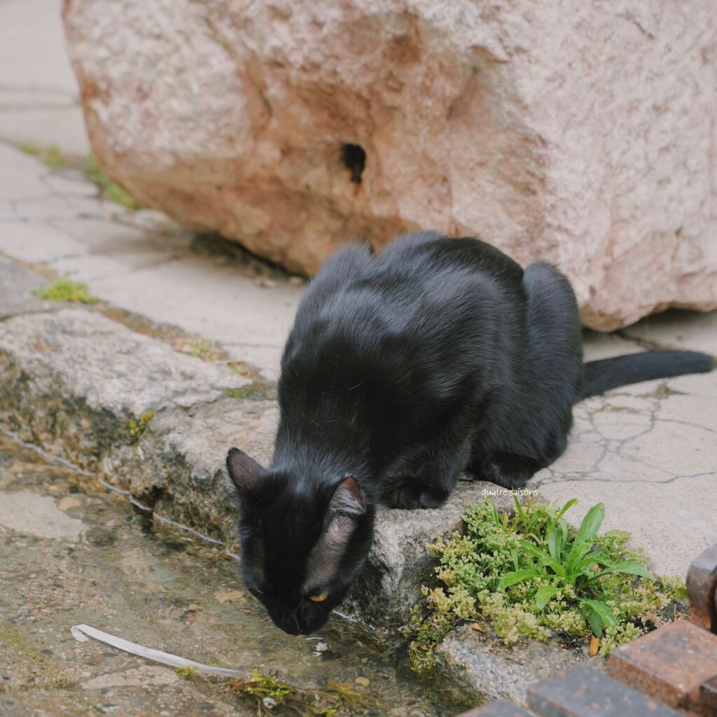 フランス南西部、ヴィルフランシュ・ド・コンフランで出会った猫